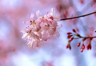 樱花视频中文中字幕日韩,中日韩文化交流的桥梁