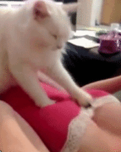 抓奶抓胸gif超长视频日韩,抓奶抓胸超长GIF视频，揭秘独特文化魅力